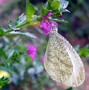 黑紋纖粉蝶 Leptosia medusa