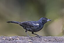 White-lined tanager (Tachyphonus rufus) male Las Tangaras.jpg