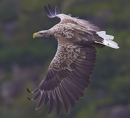 White-tailed-eagle