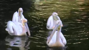 White Pelican Lake at Alex zoo by Hatem Moushir 1.webm