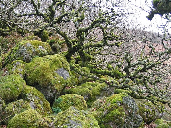 Wistman's Wood in Devon, England.