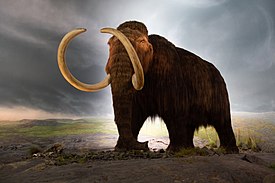 Woolly mammoth model Royal BC Museum in Victoria.jpg