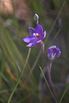 Wyong sun orchid.jpg