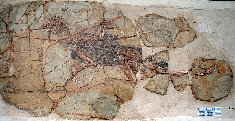 File:Xiaotingia fossil.jpg