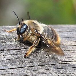 Xylocopa cantabrita