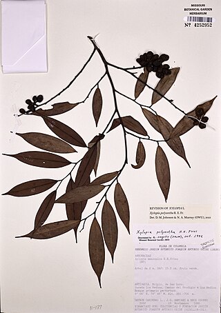 <i>Xylopia polyantha</i> Species of flowering plant