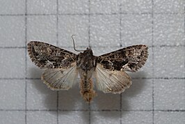 Xylopolia fulvirenforma