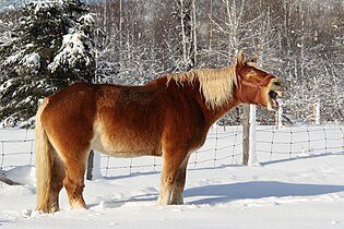 Yawning Ripon horse.JPG