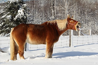 Gapend Vlaams Paard in de sneeuw.