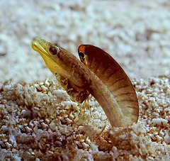 Yellow-face pikeblenny.jpg