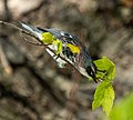 * Nomination Yellow-rumped warbler in Prospect Park --Rhododendrites 02:43, 1 May 2021 (UTC) * Decline  Oppose Sorry, IMO there is too much noise and it's not sharp enough. --XRay 07:00, 1 May 2021 (UTC)