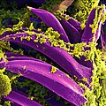 Yersinia pestis Bacteria