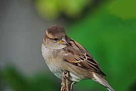 Yet another house sparrow.