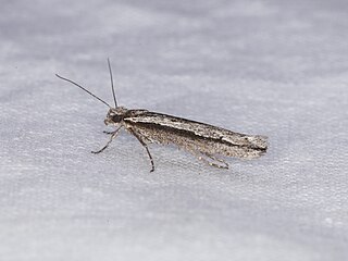 <i>Ypsolopha flavistrigella</i> Species of moth