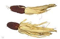 Zea mays fraise cv. fraise