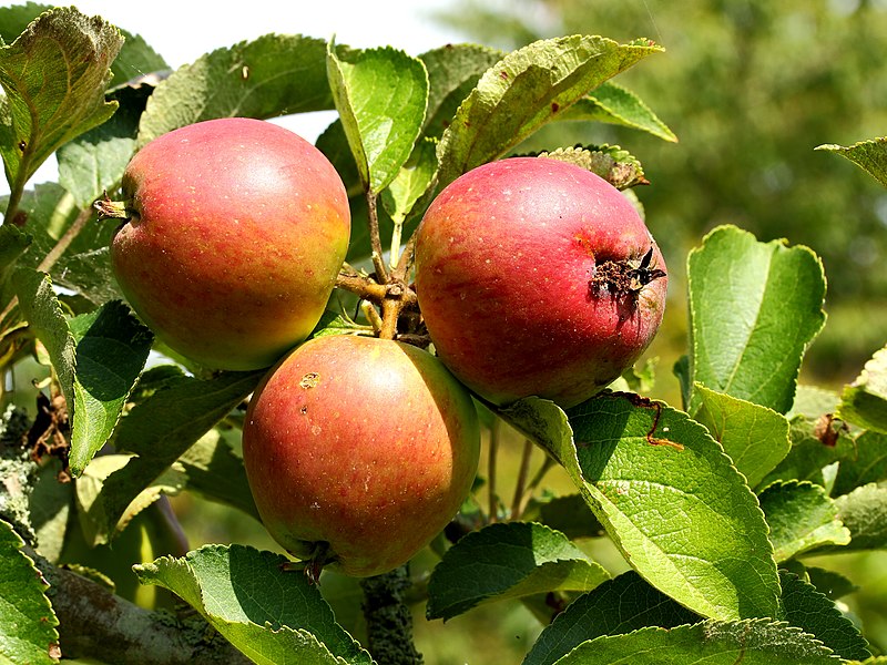 File:Zomer zijden hemdje appel. Oud appelras. Locatie De Kruidhof.JPG