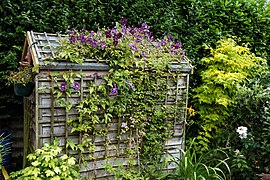 "Clematis viticella" lila csillag rácsos rács Nuthurst-ban, Nyugat-Sussex-ben, Anglia.jpg