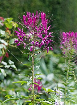 Otahämähäkkikukka (Cleome hassleriana)