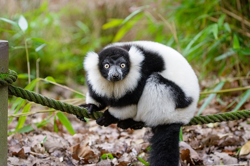 File:(49484896496) Lemur.jpg