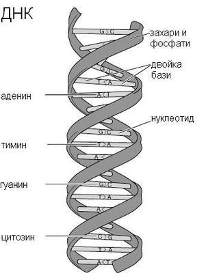 Структурен модел на ДНК