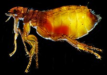 Female cat flea ("Ctenocephalides felis")