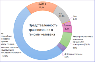 Реферат: Роль генома в формировании нейронных структур