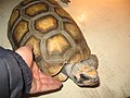 Угольная черепаха5.jpg