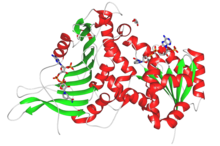 Glucos 6-phosphate dehydrogenase. anzym glwkhz 6-fsft dhydrwjnz.png