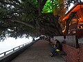 淡水榕堤 - Banyan Embankment - 2012.02 - panoramio.jpg