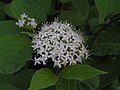 Cornus alba (Verwechslungsgefahr mit Skimmia japonica)