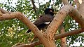 (Acridotheres tristis) Common myna spotted at Madhurawada 02.JPG