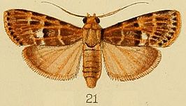 Lacalma porphyrealis