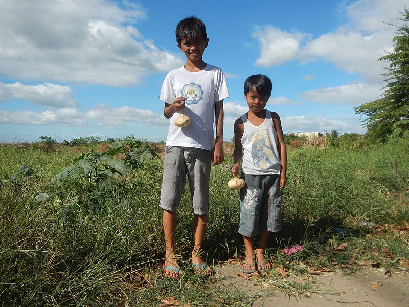 File:0696jfPachyrhizus erosus Singkamas Bulacan Nueva Ecijafvf 17.jpg