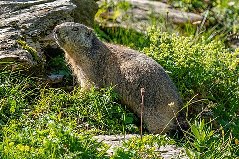 Wild marmot at Grand Muveran Nature Reserve