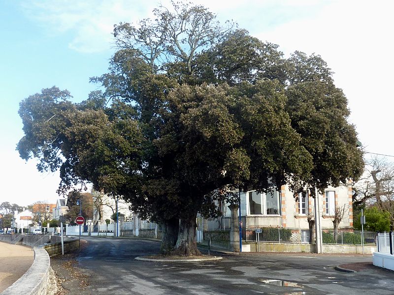 File:164 - Les deux Chênes Plage Nord - Fouras.jpg