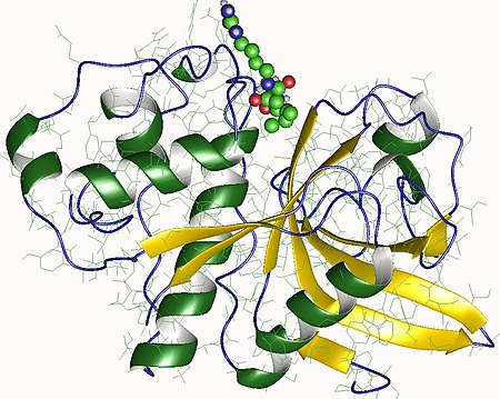 Actinidain