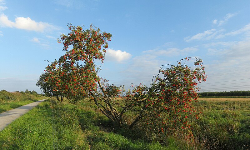 File:20130904 Lijsterbes Polderpad Westerbroekstermadepolder Gn NL.jpg