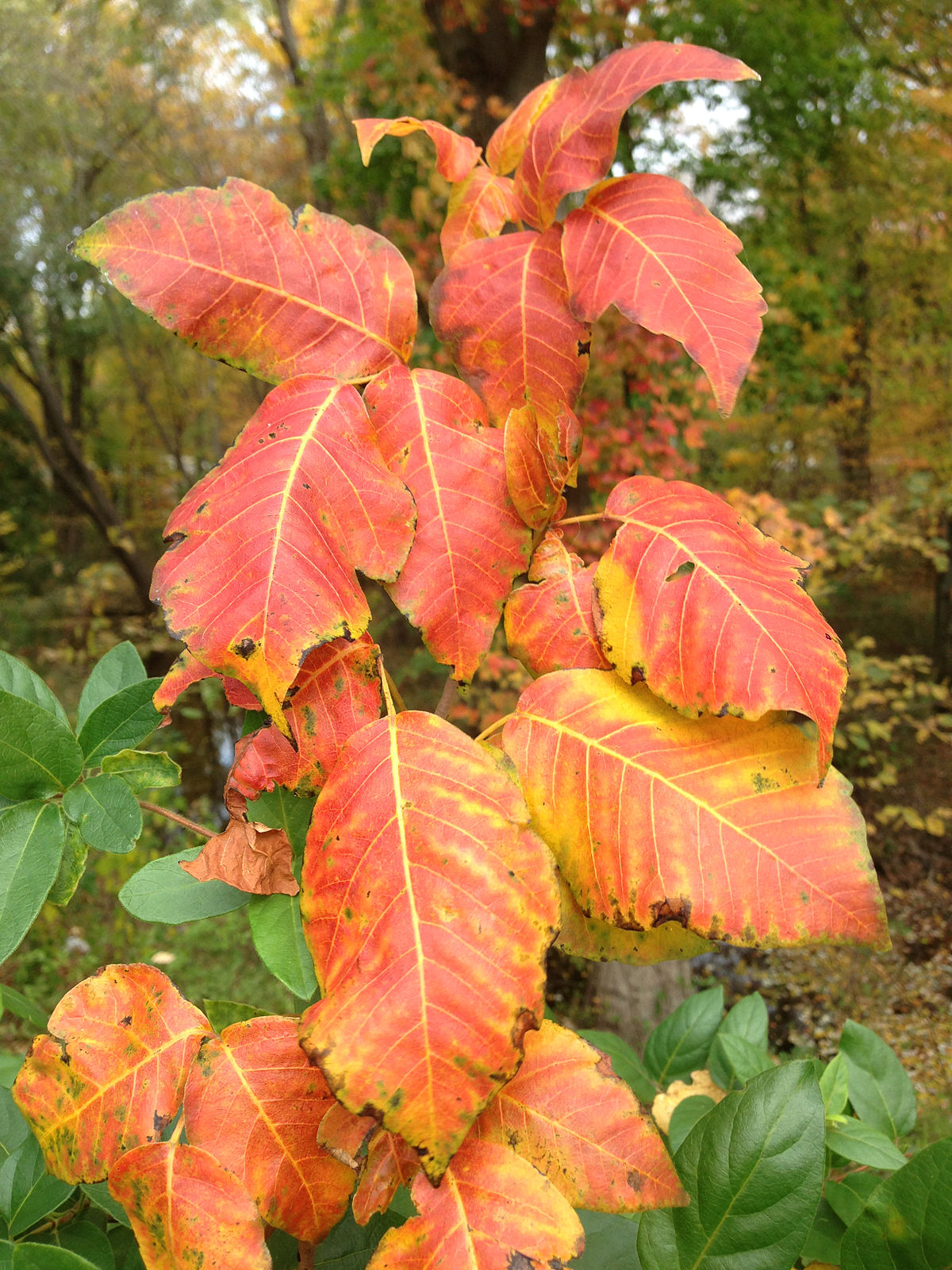 https://upload.wikimedia.org/wikipedia/commons/thumb/9/9d/2014-10-29_13_43_39_Poison_Ivy_foliage_during_autumn_leaf_coloration_in_Ewing%2C_New_Jersey.JPG/1200px-2014-10-29_13_43_39_Poison_Ivy_foliage_during_autumn_leaf_coloration_in_Ewing%2C_New_Jersey.JPG