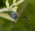 Hufeisenklee-Widderchen - Zygaena transalpina