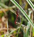 Blutrote Heidelibelle - Sympetrum sanguineum, Paarung