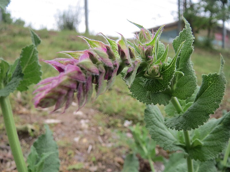 File:20160515Salvia nemorosa1.jpg