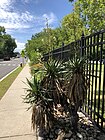 2018-06-20 11 59 43 A yucca along New Jersey State Route 439 (North Avenue) near New Jersey Route 82 (Morris Avenue) at Kean University in Union Township, Union County, New Jersey.jpg