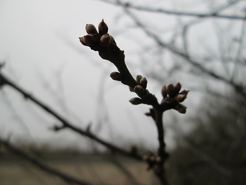 File:20180127Prunus cerasifera3.jpg