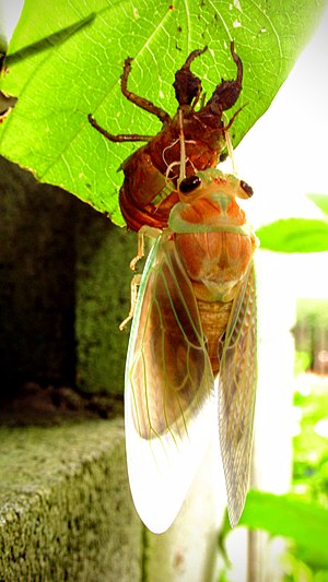 Cicada