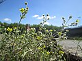 Potentilla argentea (Silber-Fingerkraut)