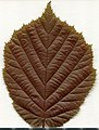* Nomination Corylus avellana. Leaf adaxial side. --Knopik-som 07:04, 26 May 2021 (UTC) * Promotion  Support Good quality. ---Lmbuga 15:26, 27 May 2021 (UTC)
