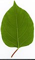 * Nomination Reynoutria japonica. Leaf abaxial side. --Knopik-som 01:58, 14 September 2021 (UTC) * Promotion  Support Good quality -- Johann Jaritz 02:49, 14 September 2021 (UTC)