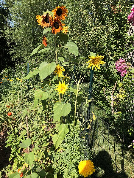 File:2021-08-06 09 17 44 Sunflowers blooming along Indale Court in the Franklin Farm section of Oak Hill, Fairfax County, Virginia.jpg