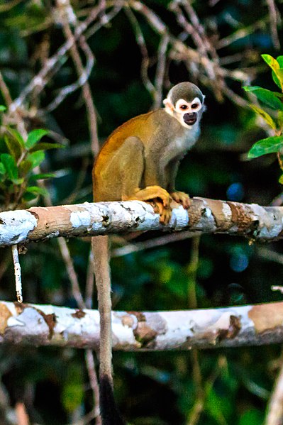 File:4 day trip to La Selva Lodge on the Napo River in the Amazon jungle of E. Ecuador - squirrel Monkeys (Saimiri sciureus) - (26865563945).jpg