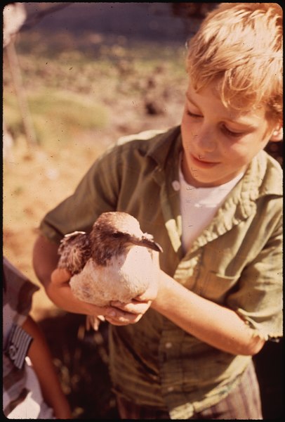 File:A YOUNG BOY TRIES TO SAVE AN INJURED SEAGULL - NARA - 545214.tif